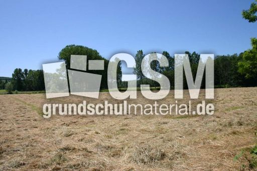 Wiese-gemaeht-3.jpg
